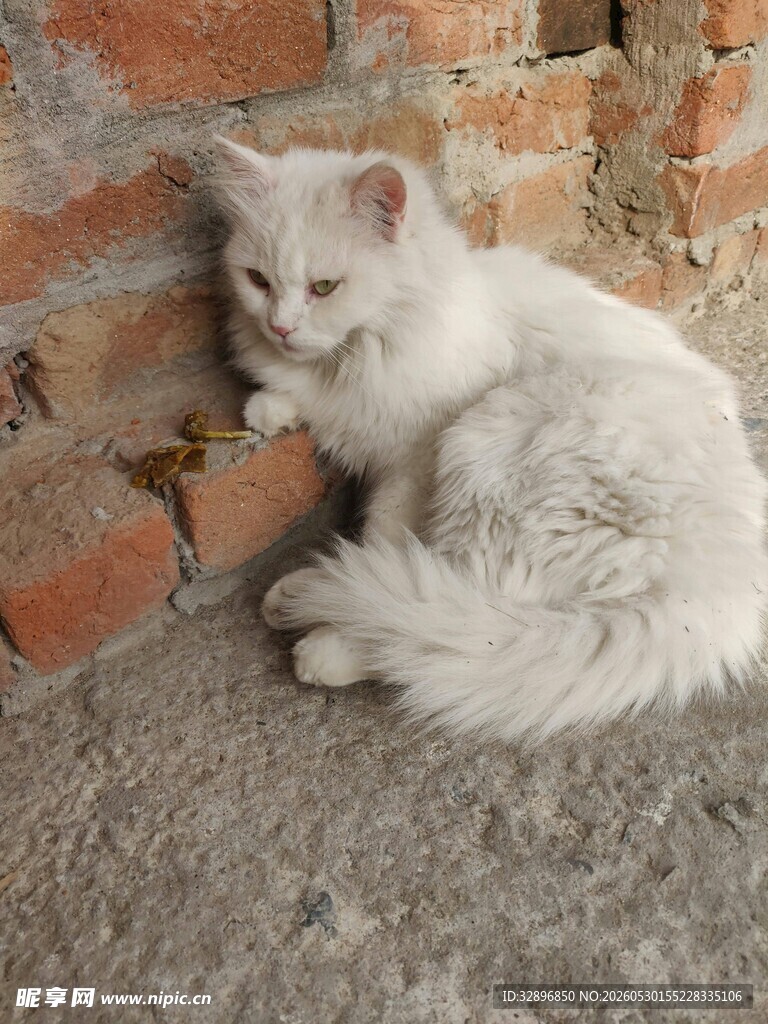 墙边蜷卧的白毛猫咪