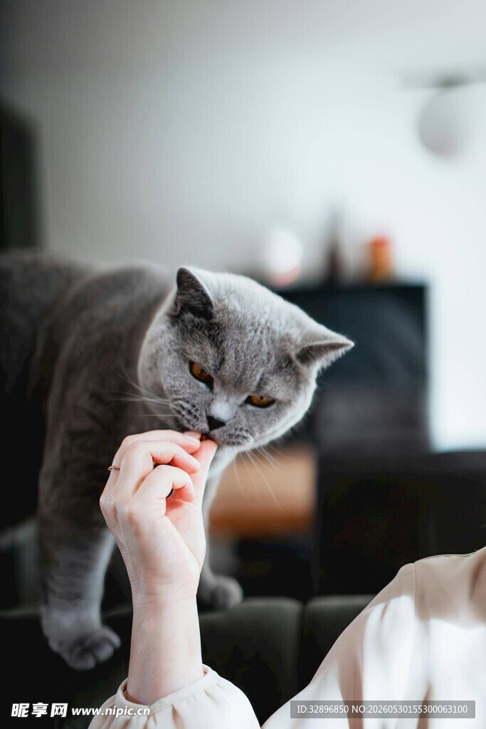人与灰猫亲昵互动瞬间