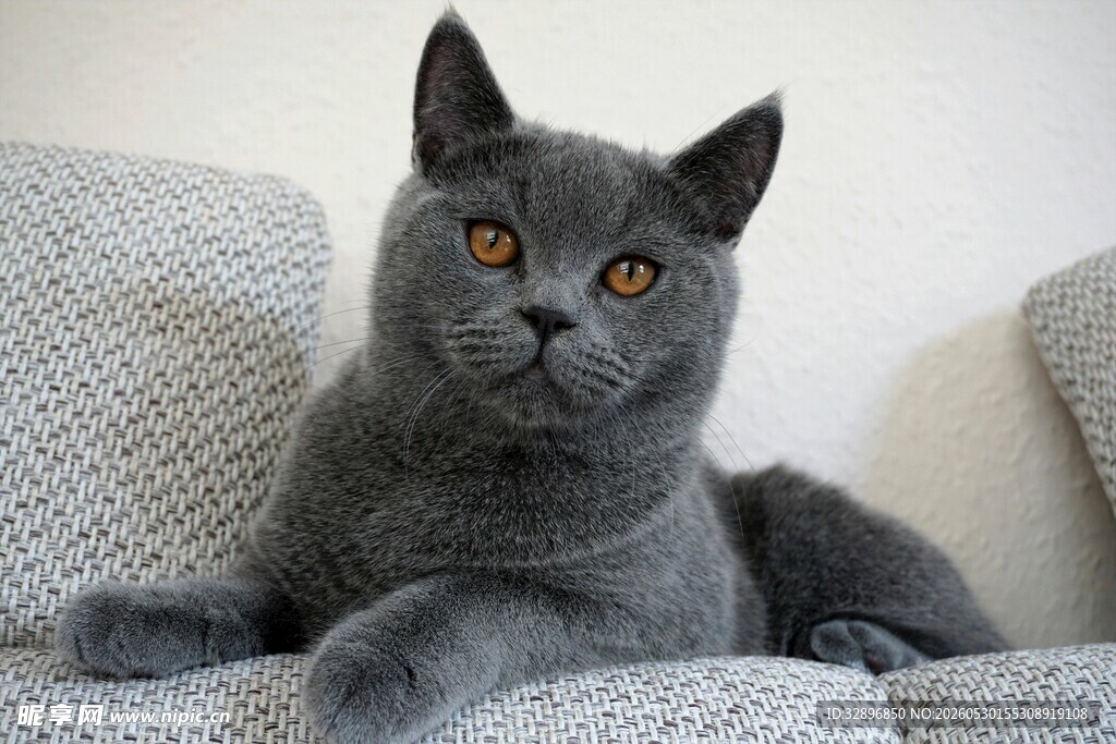 灰色猫咪惬意躺沙发