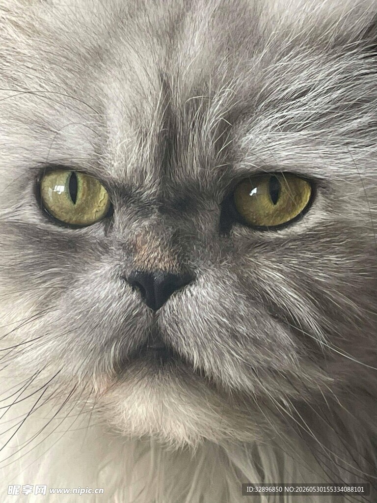 灰毛猫咪的专注神情