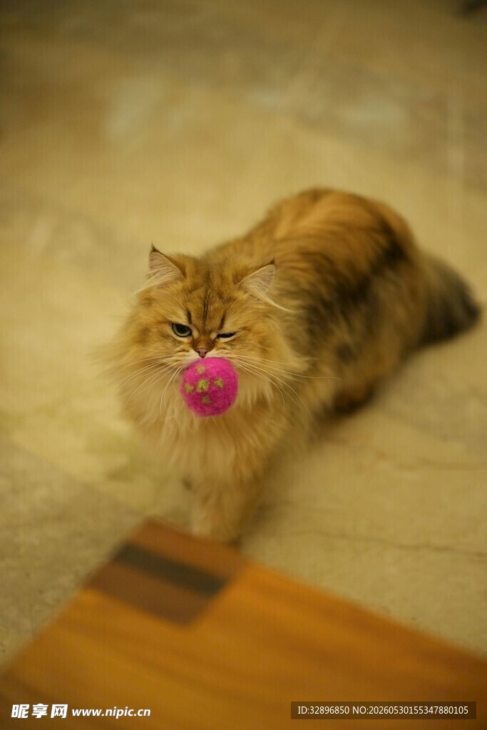 叼着粉球的长毛猫咪