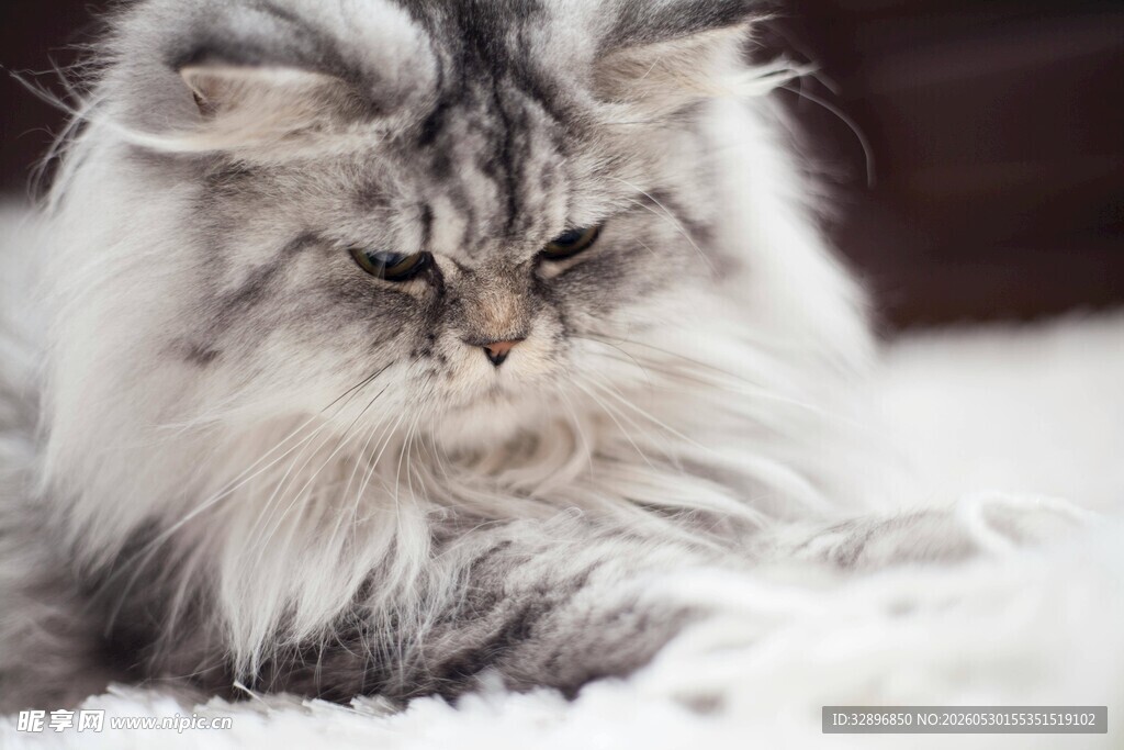 长毛猫咪安静趴卧