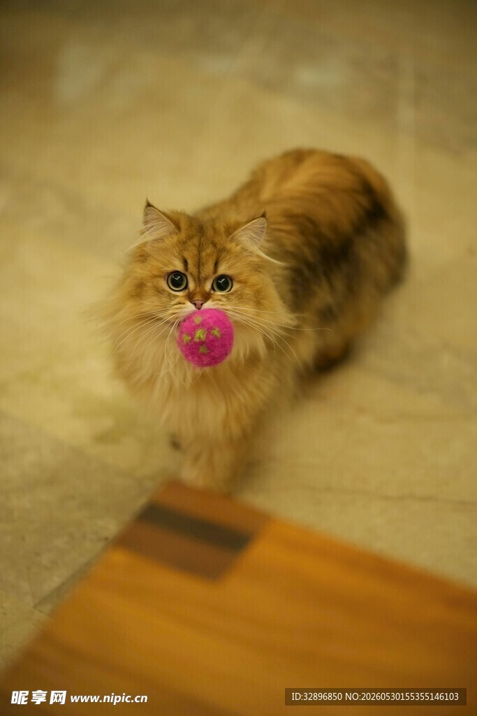 叼着玩具的长毛猫咪