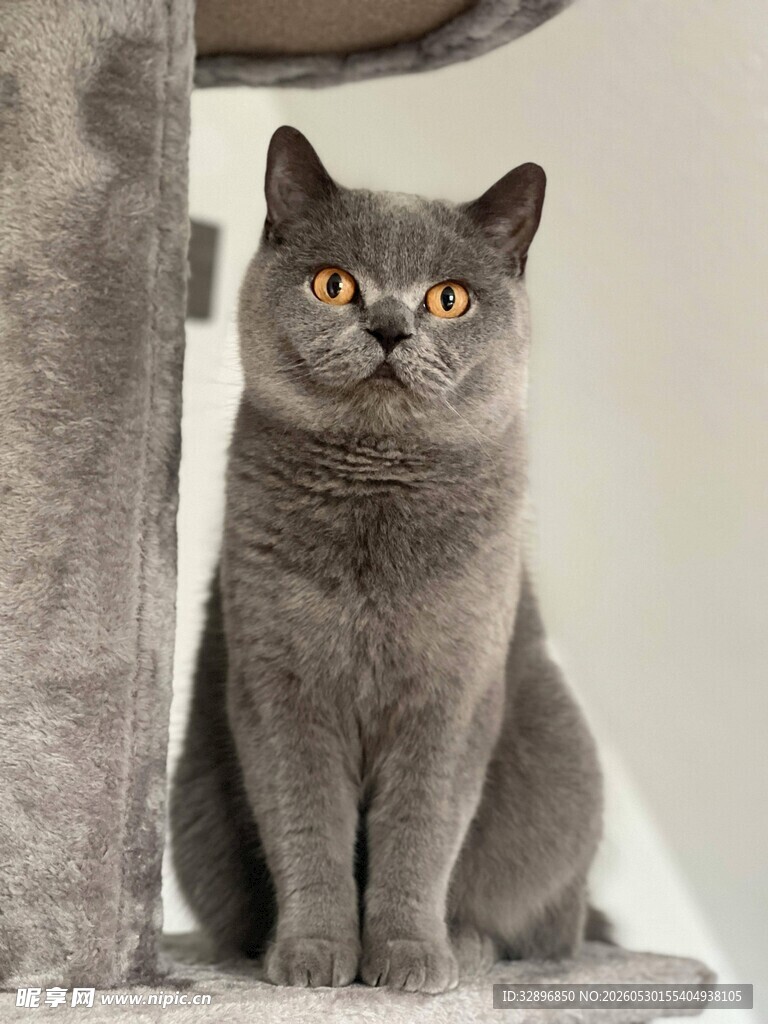 灰蓝猫咪端坐猫爬架旁