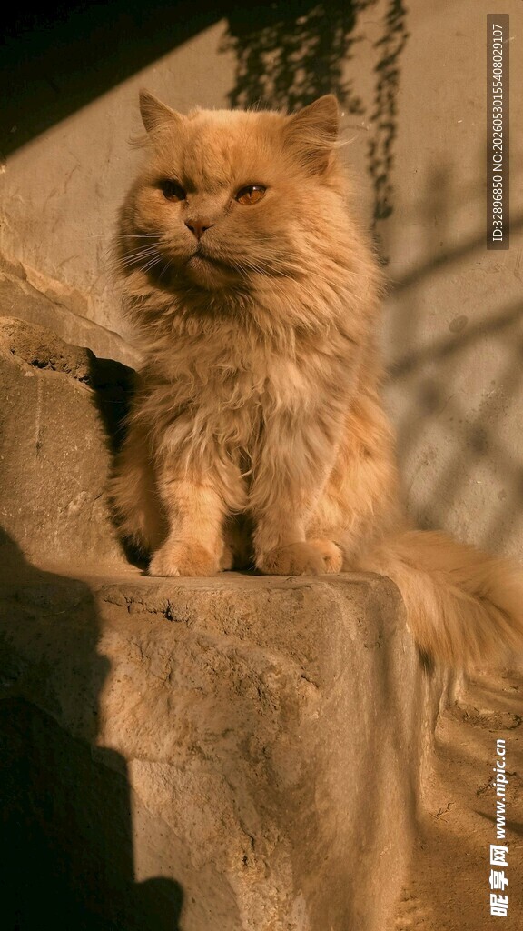 长毛猫咪慵懒姿态