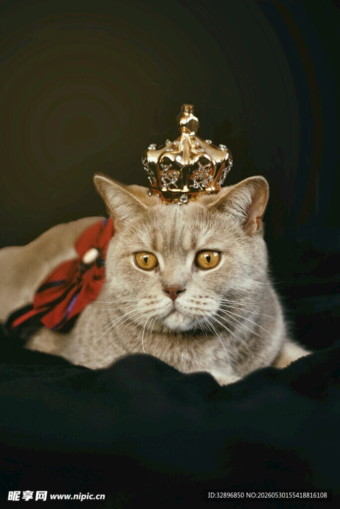 戴皇冠的猫咪尽显尊贵