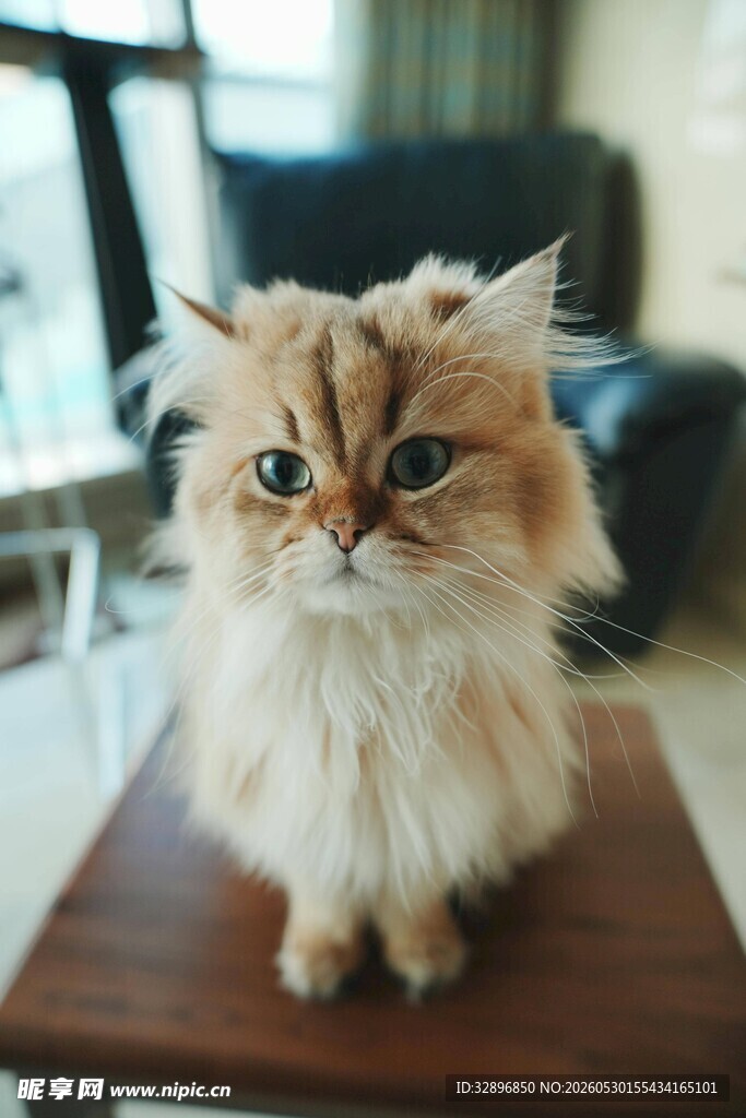 可爱长毛猫端坐木台上