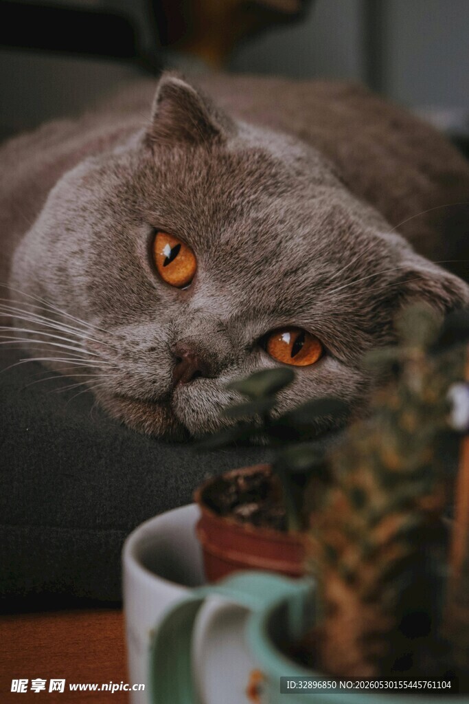 灰猫探头望杯中小植物