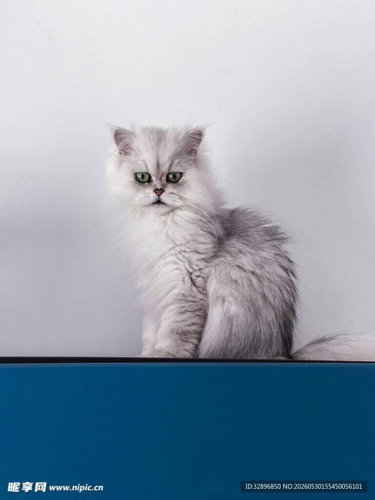 可爱长毛猫端坐蓝色平台