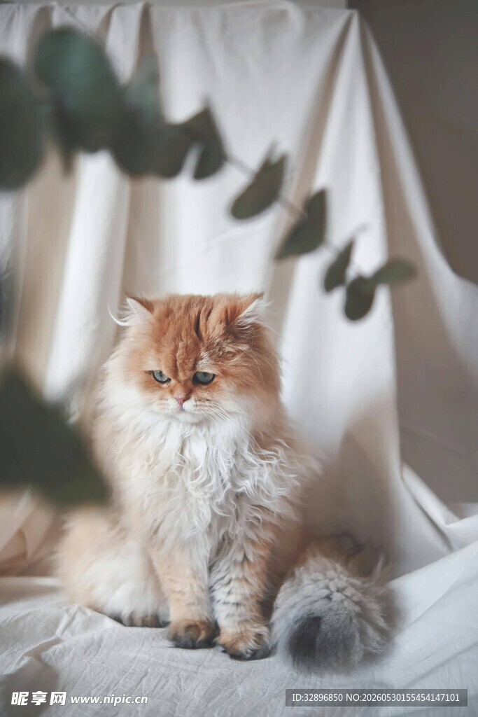可爱橘猫惬意休憩