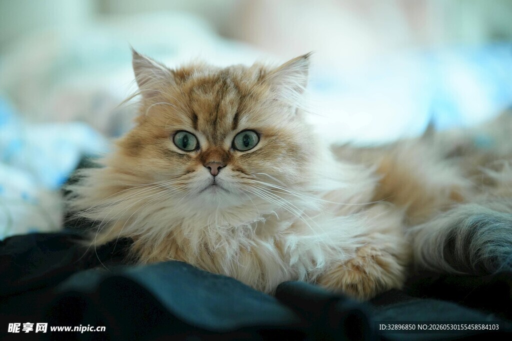 可爱长毛猫慵懒趴卧
