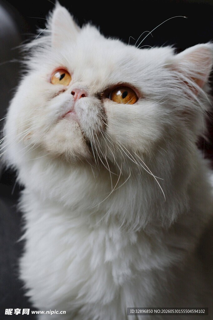 可爱波斯猫仰头神情专注
