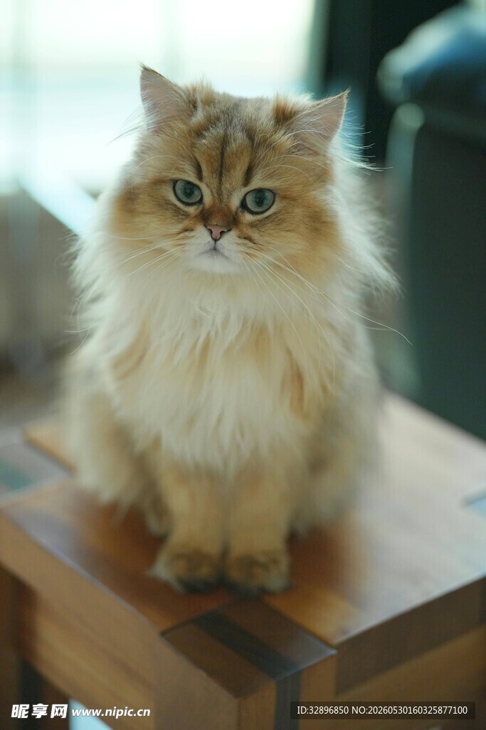 长毛猫咪端坐木桌