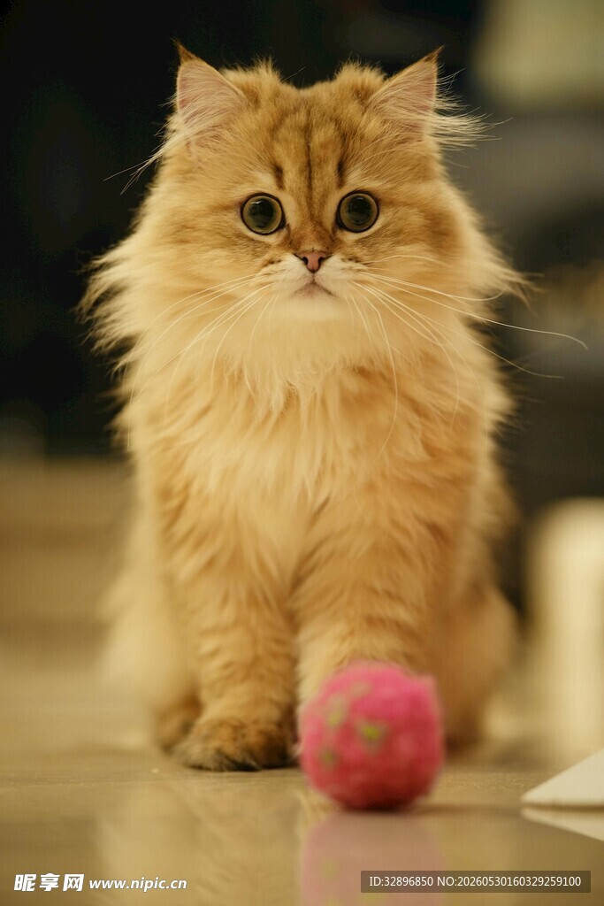 长毛金猫与粉色绒球
