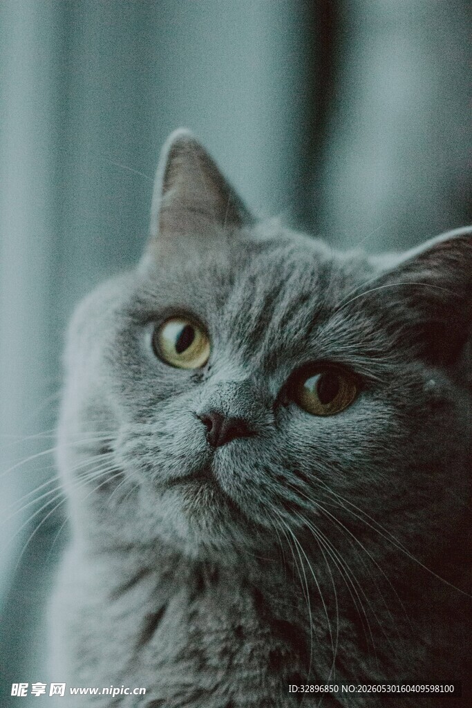 灰猫抬头凝视瞬间