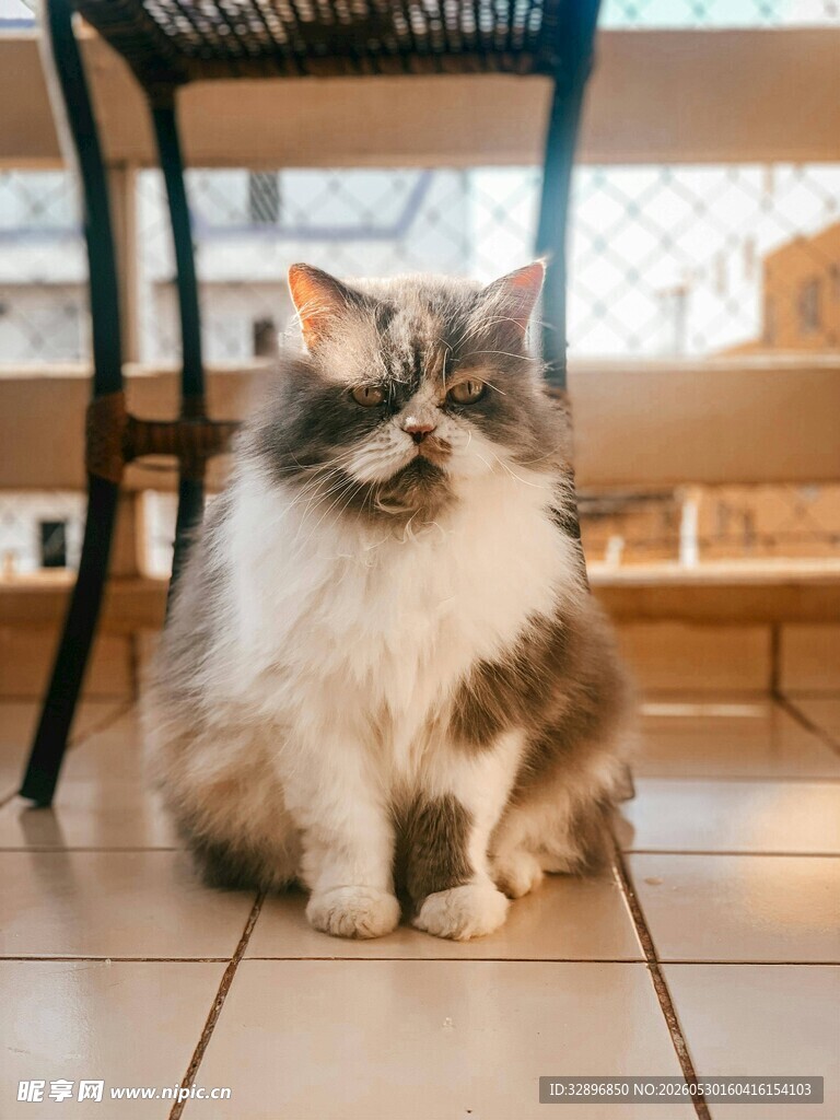 可爱长毛猫安静坐着