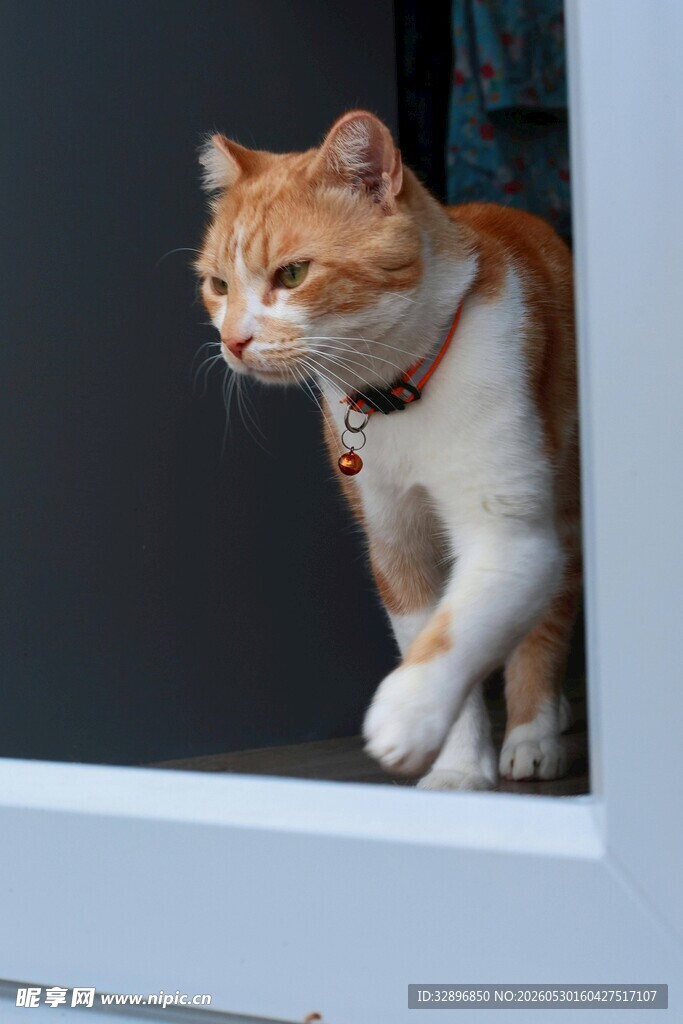 窗边萌猫眼神灵动