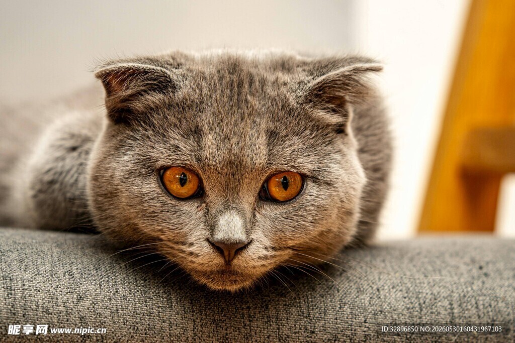 灰色猫咪趴坐沙发