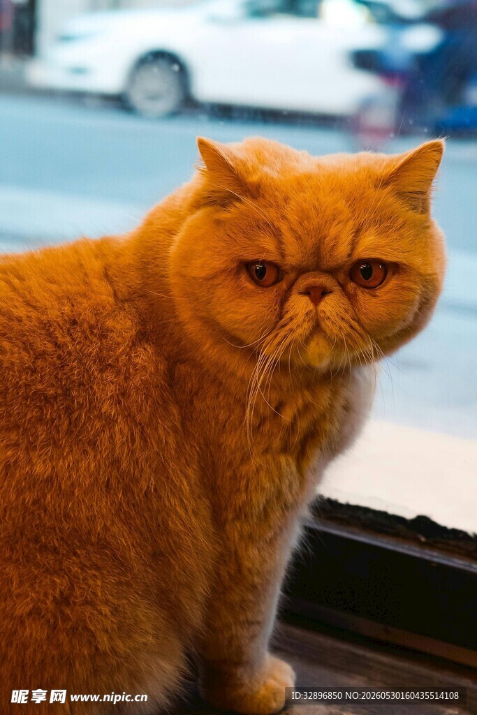 橘色猫咪窗边忧郁模样
