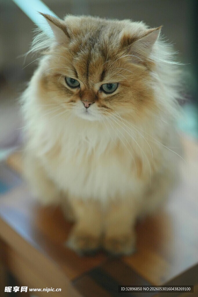 可爱长毛猫的专注瞬间