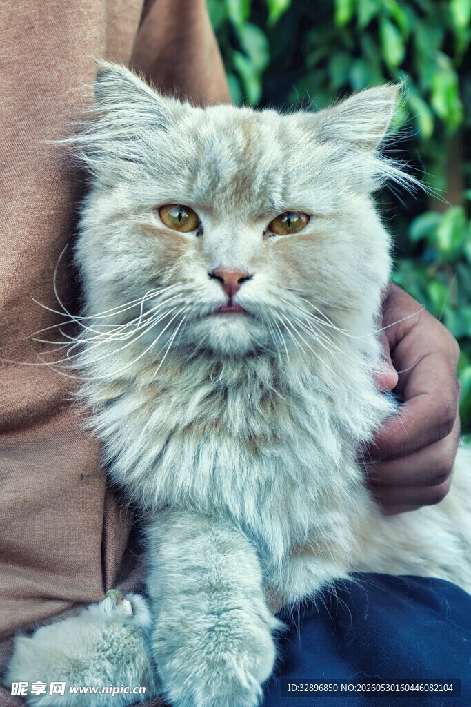 慵懒长毛猫被温柔抱在怀