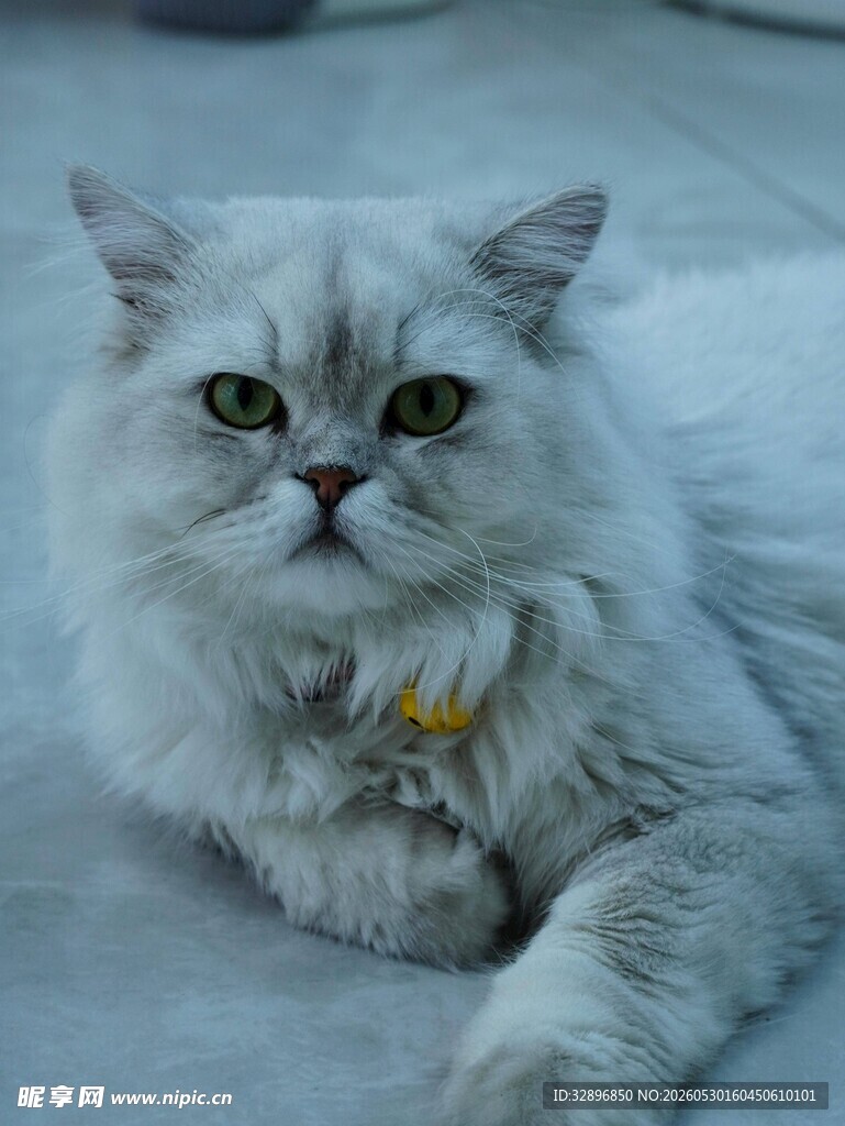 可爱长毛猫趴卧