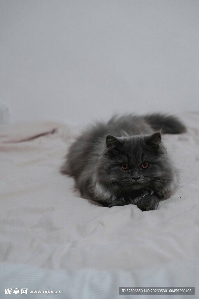 蜷卧的灰毛猫咪
