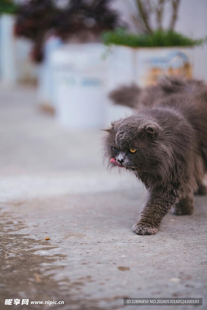 灰猫行走中吐舌卖萌