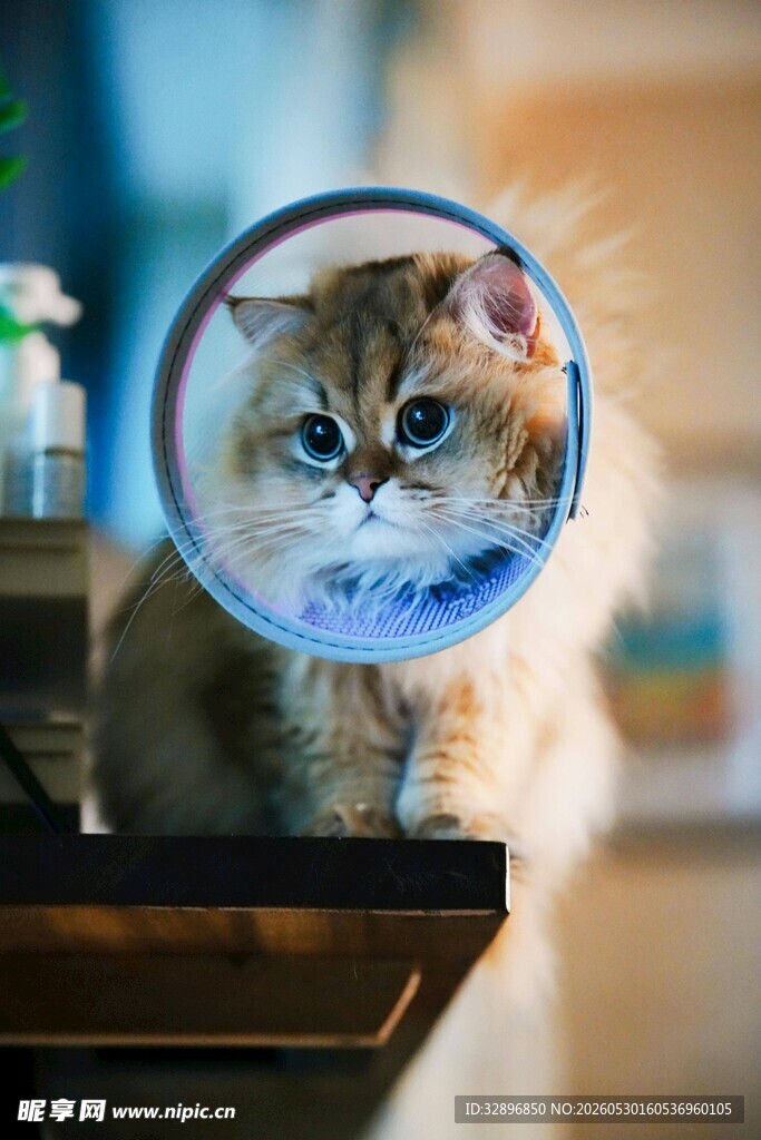 猫咪戴伊丽莎白圈