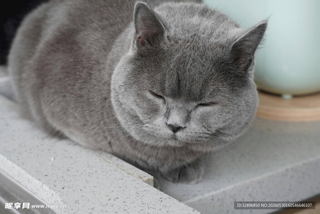 慵懒灰猫惬意休憩