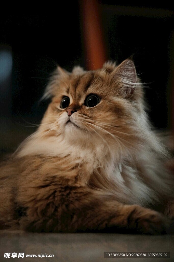 长毛猫咪侧躺凝视画面