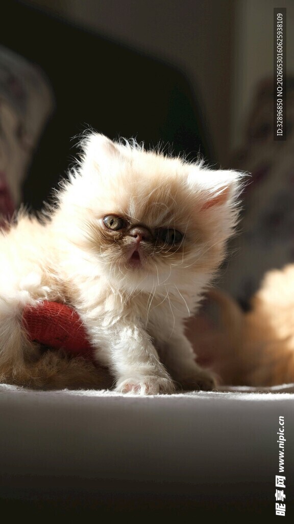可爱小猫咪趴卧