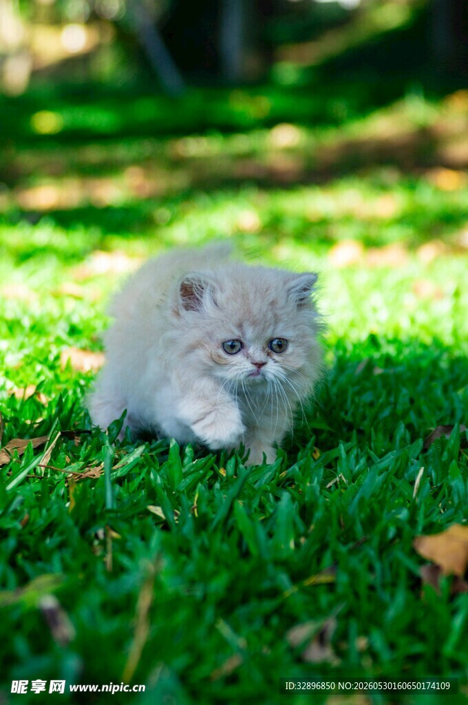 草地上的可爱小猫咪