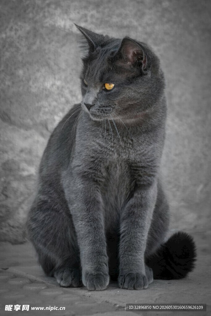 灰猫端坐