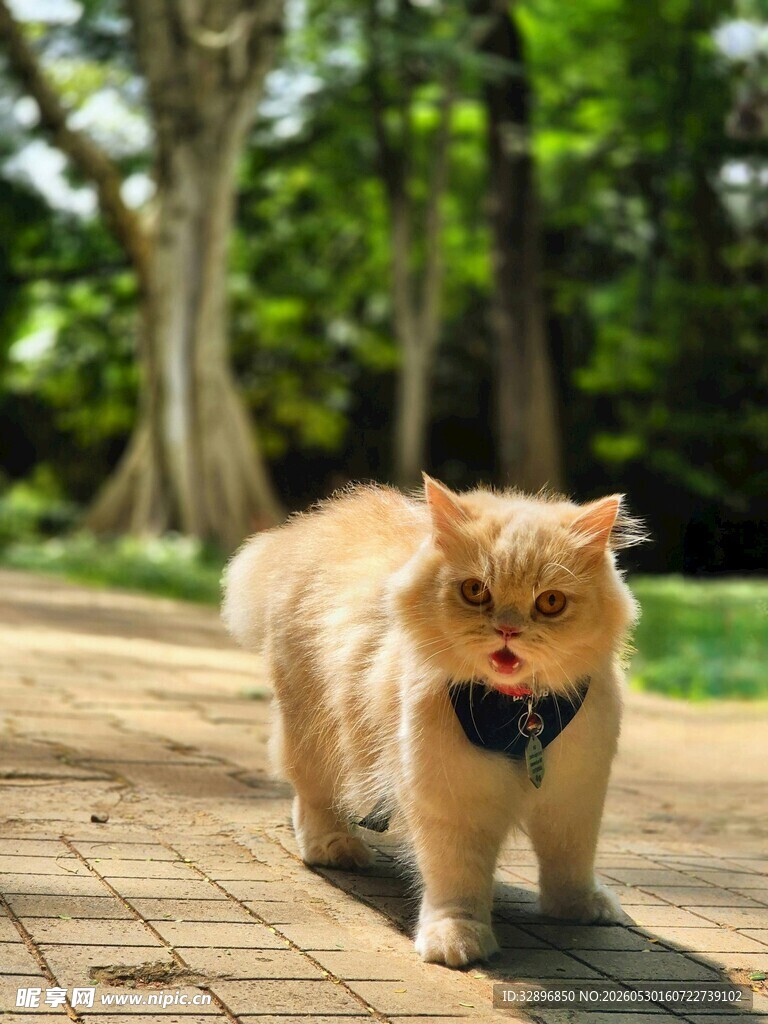 漫步的可爱橘猫