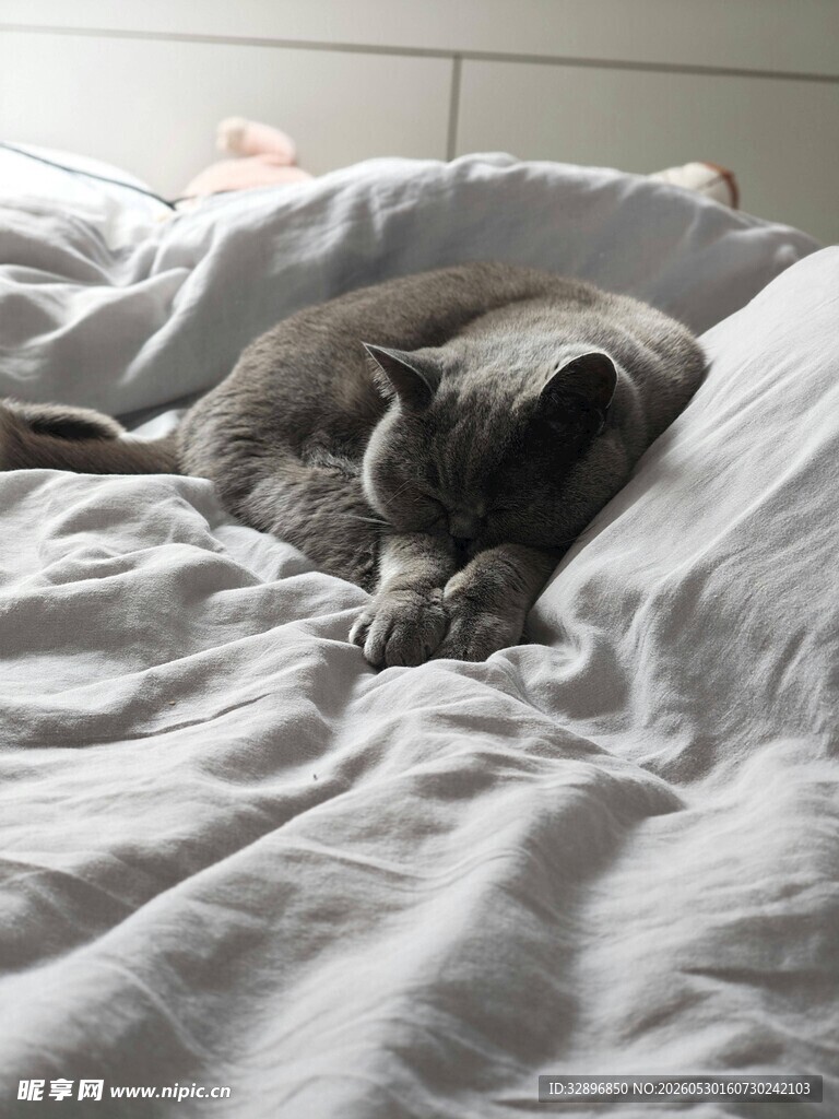 猫咪惬意躺卧在床