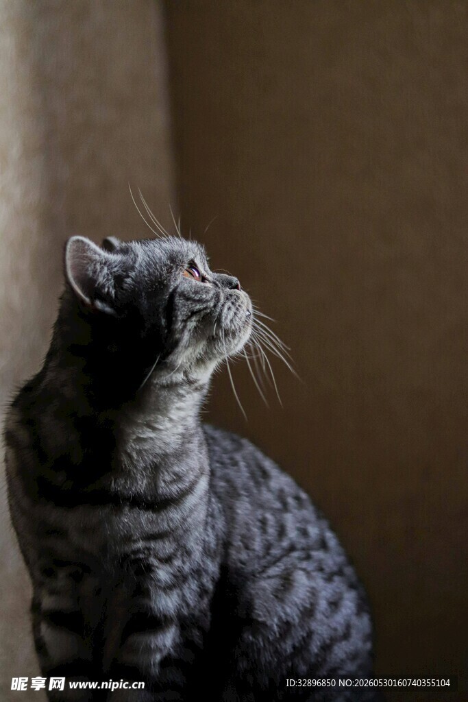 凝视的斑纹猫咪