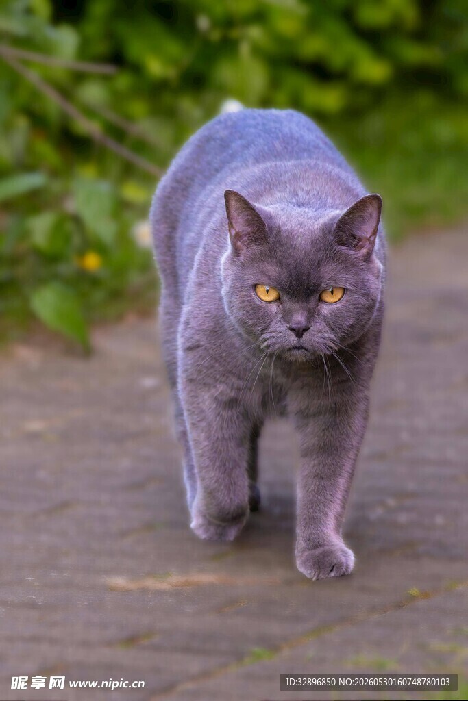 灰猫漫步
