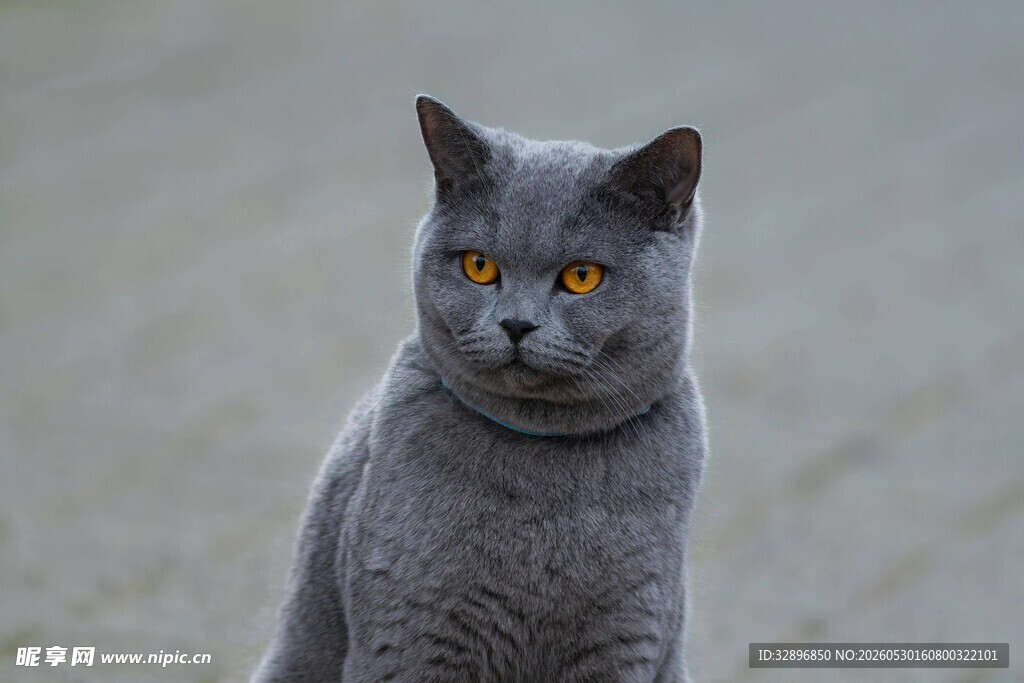 灰色猫咪的专注瞬间