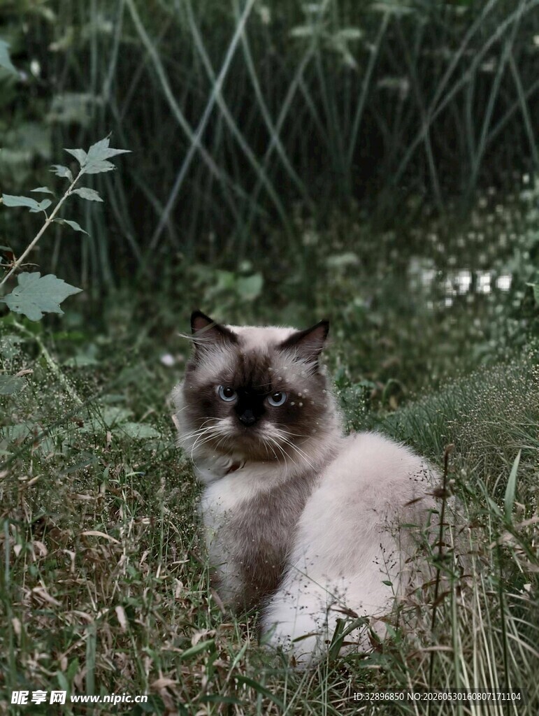草丛中的可爱长毛猫咪