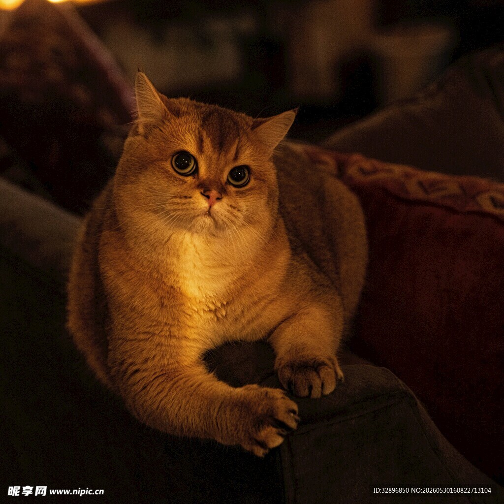 可爱金渐层猫咪趴卧瞬间