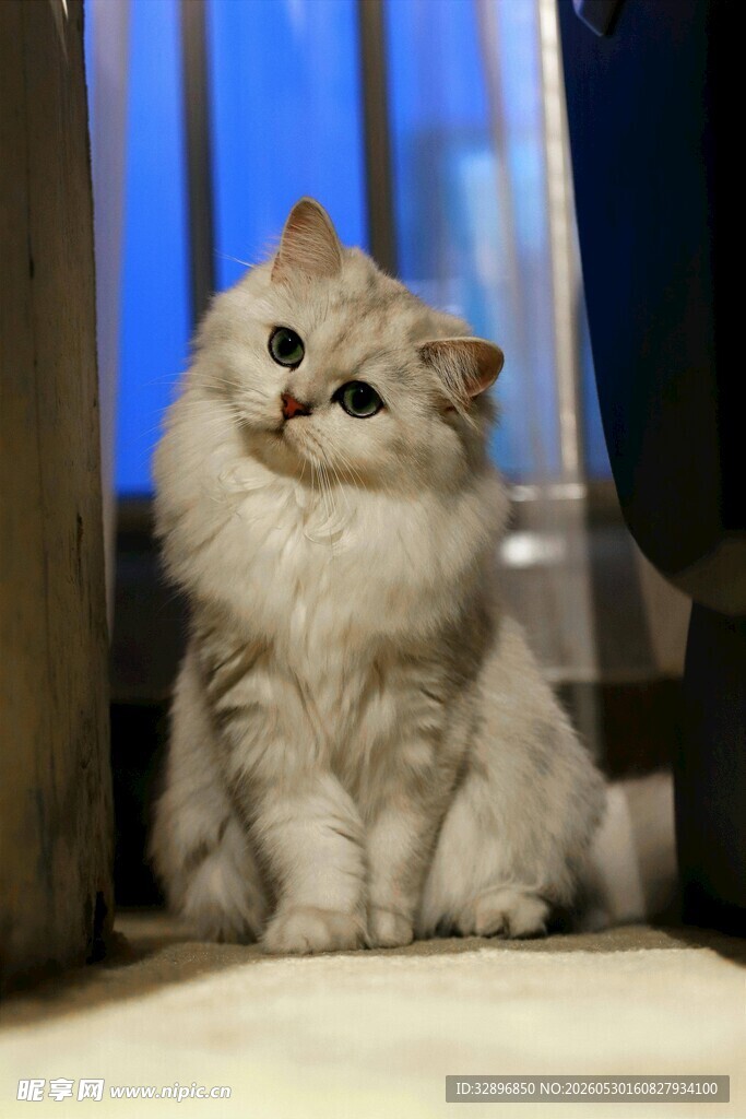 可爱猫咪坐于室内张望
