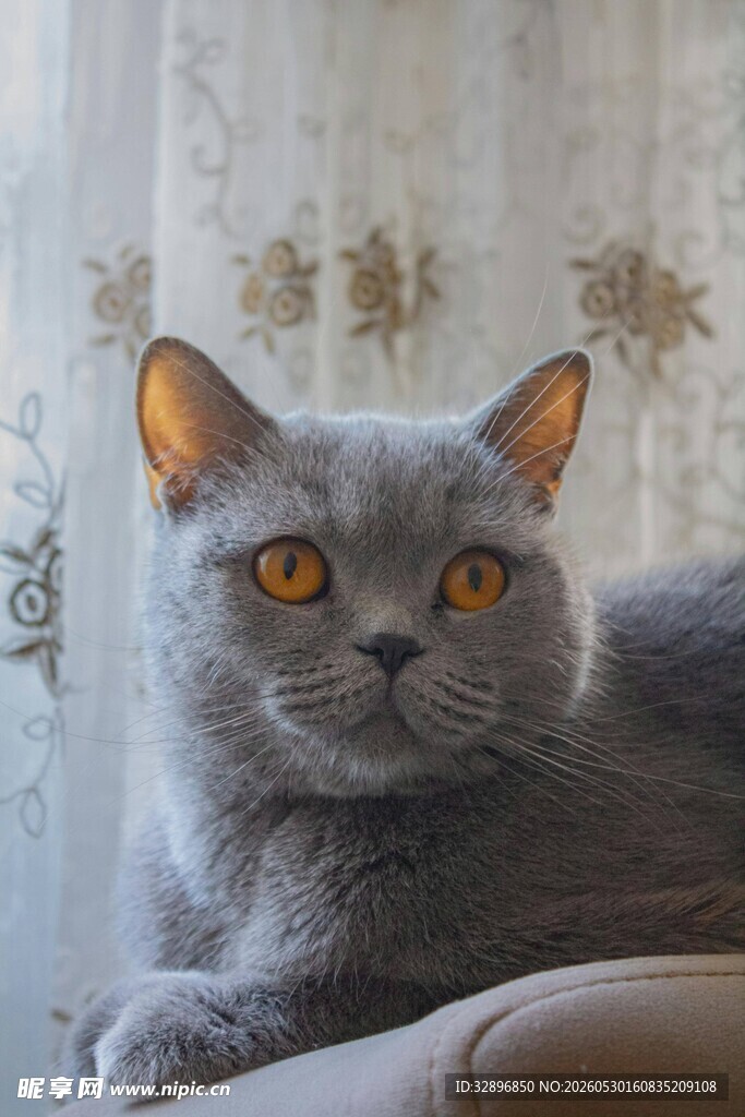 窗边灰猫的慵懒瞬间