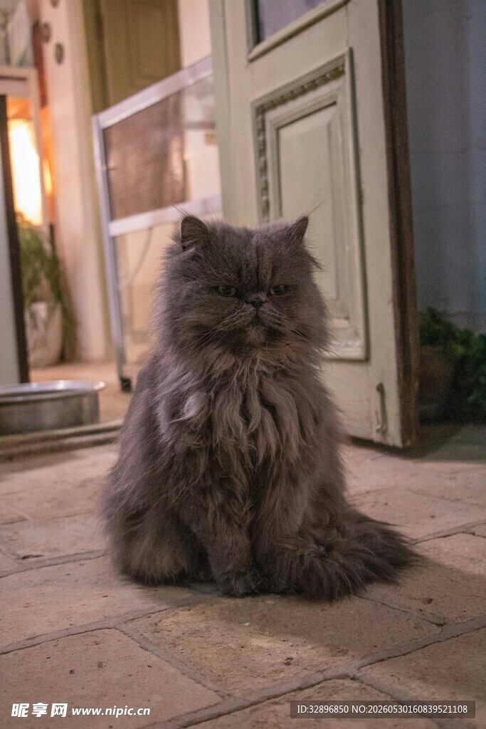 门前长毛猫