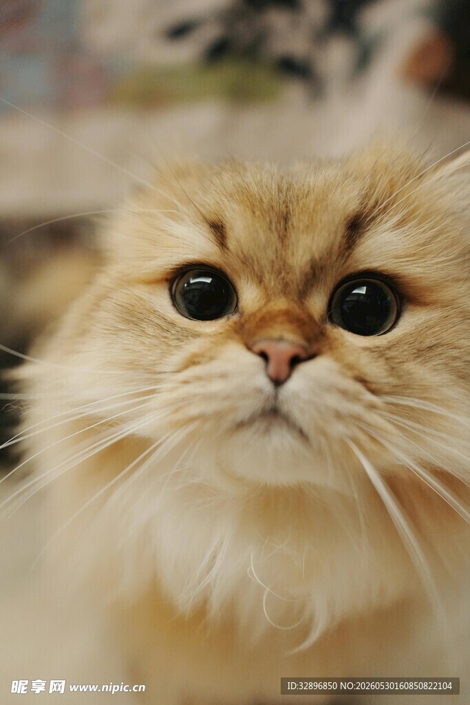 可爱金渐层猫咪凝视瞬间