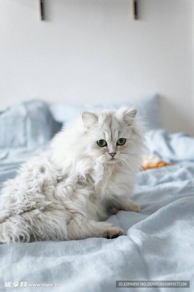 床上的白毛猫咪