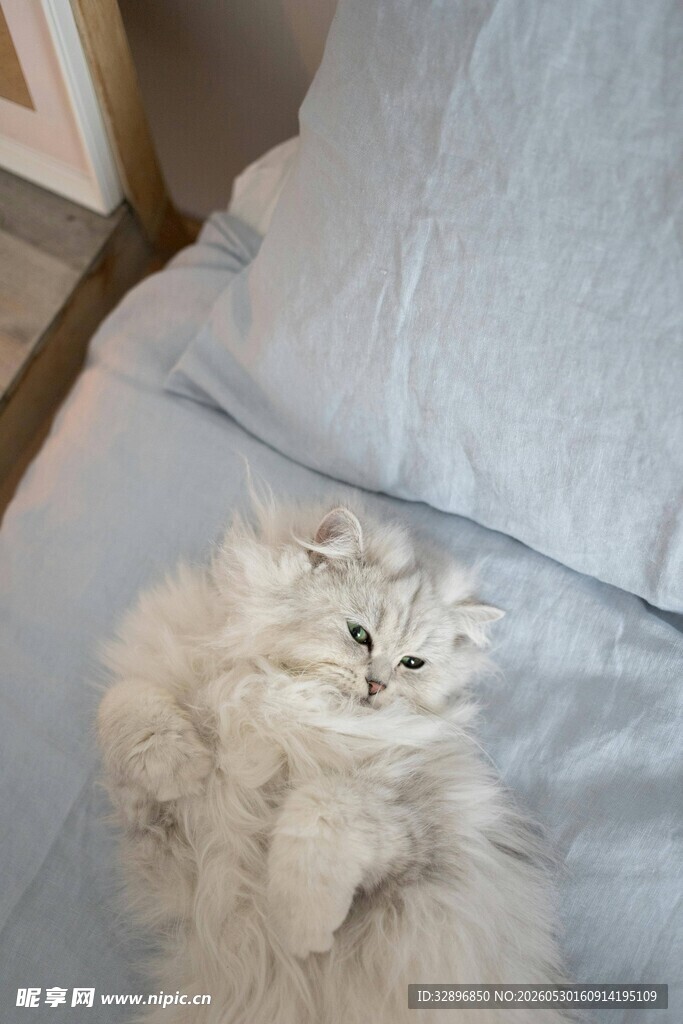 白毛猫咪惬意躺于枕旁