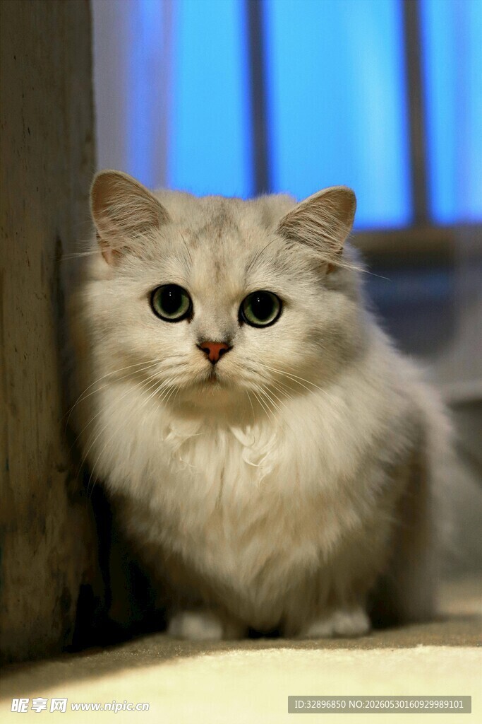 可爱金吉拉猫咪靠墙蹲坐