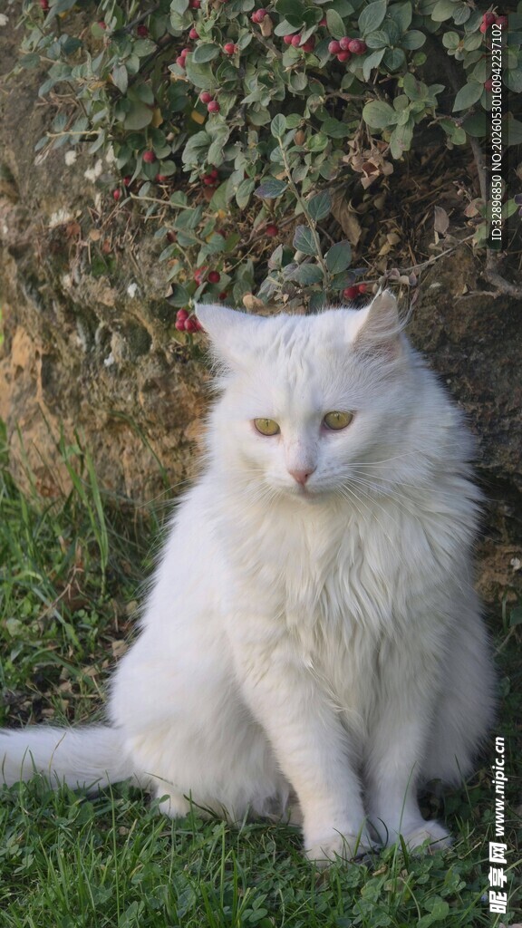 草地上的白色长毛猫咪