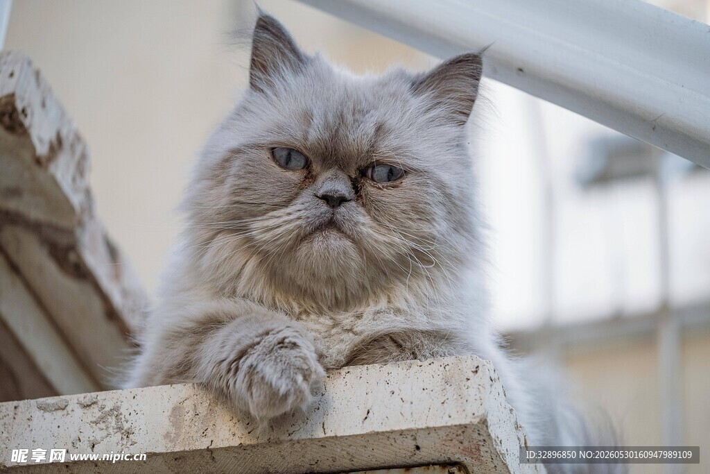 慵懒猫咪趴于木质平台